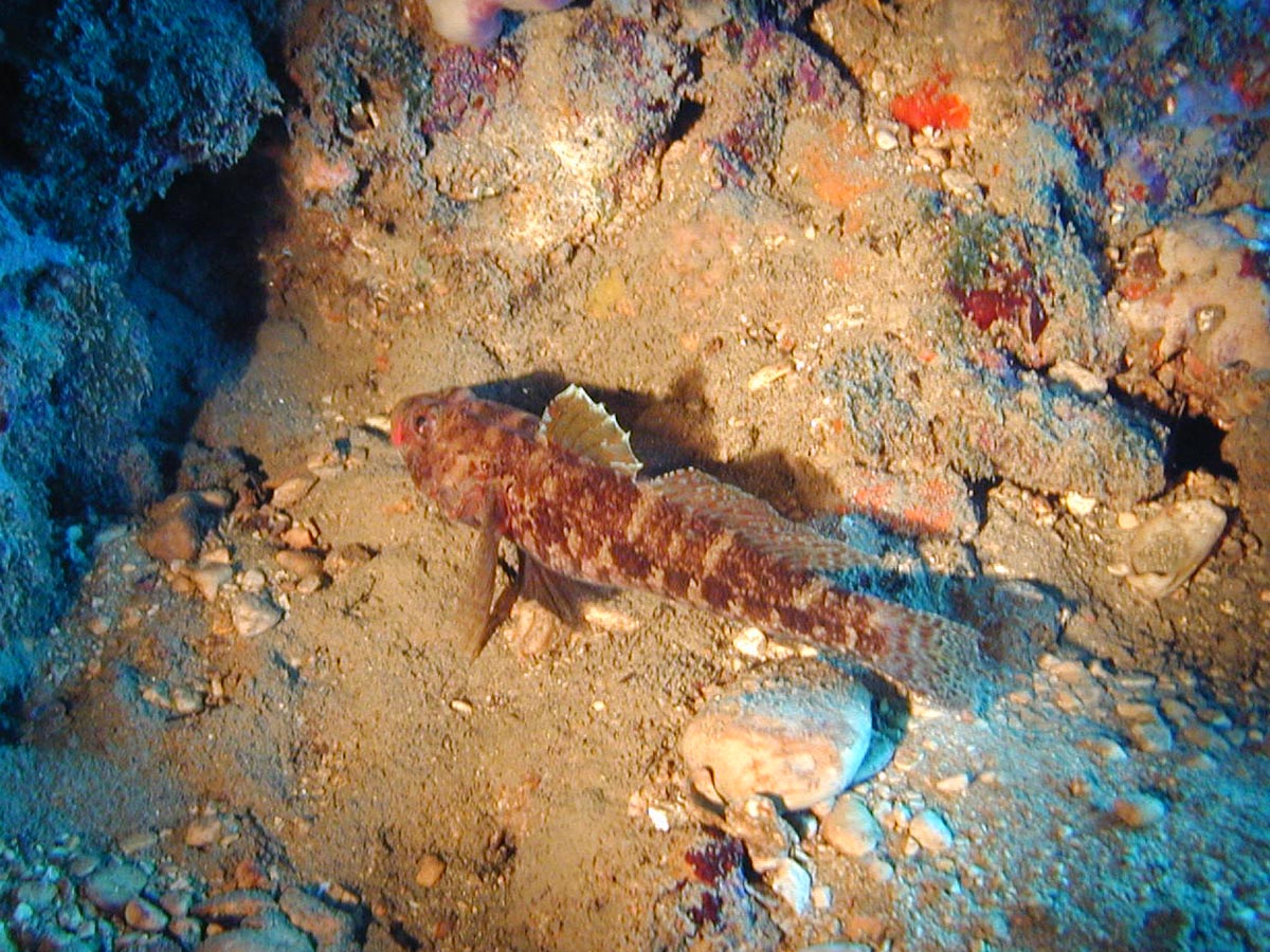 Gobius cruentatus